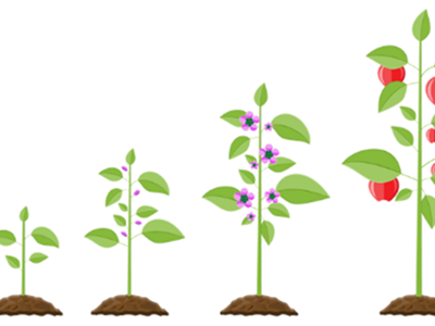 Fruit fractions: Growing with fruit Image