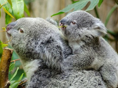 Decimals: Adding and subtracting Image