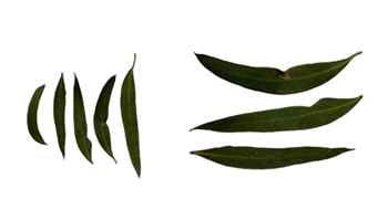 Yuendumu leaf games: create a poster Image