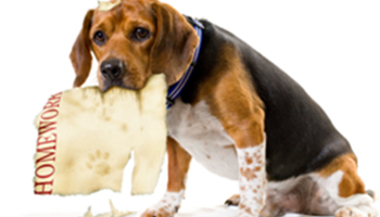 The dog ate my homework Image