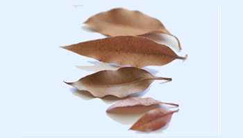Yuendumu leaf game: introduction Image