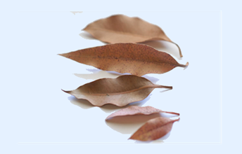 Yuendumu leaf game: introduction Image
