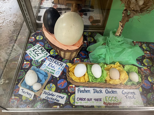 Selection of eggs in a glass display case. In the top left section, in a basket, there is a black emu egg and large white ostrich egg. Accompanying signs read: Emu egg: 13 cm high, 10 cm wide; Ostrich egg: 17cm high, 13 cm wide. Below these sit two two more eggs. The third-largest on display has a sign that says: Turkey, and next to it the smallest on display, with a sign that says: Sulphur crested cockatoo. To the right of these sit four more eggs on tissue paper in a basket, of descending size from left to right, with a sign below that reads (from left to right): Peahen, Duck, Chicken, Guinea fowl: Check out these eggs.
